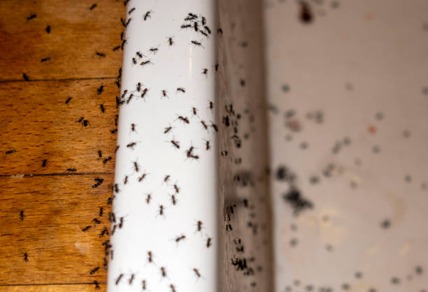 Best Pest Inspection Near Me  in North Hartsville, SC