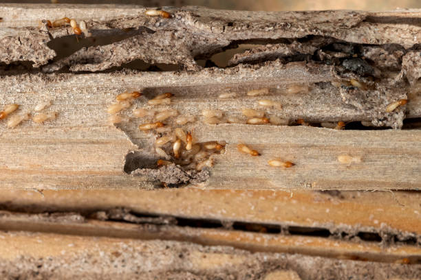 Trusted North Hartsville, SC Pest Control Experts