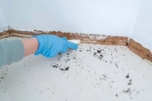 Pest Prevention Services in North Hartsville, SC